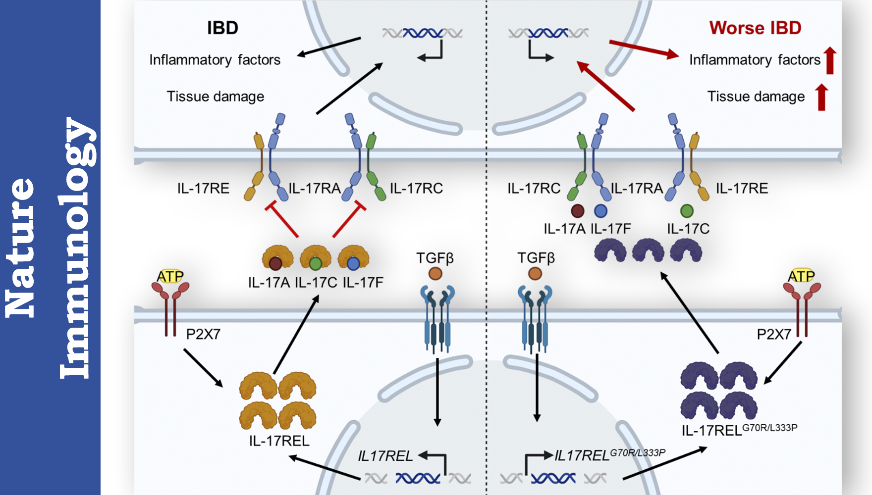 營養與健康所錢友存研究組揭示天然“誘餌受體”治療炎癥性腸病新機制